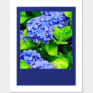 “Cape Cod Blue” Summer hydrangea Posters and Art